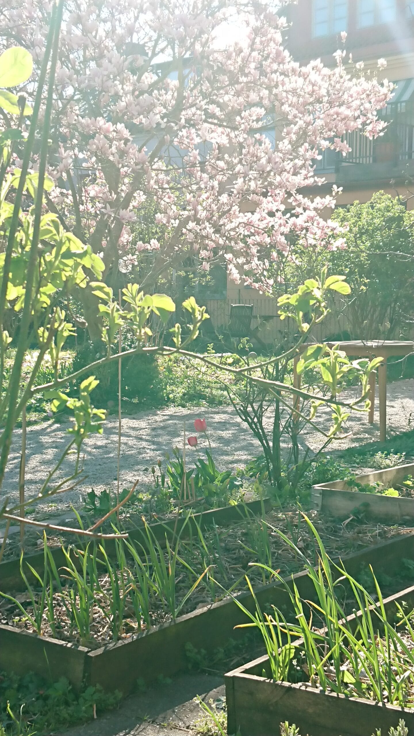 Öppen Trädgård hos Dominikanerna i Lund